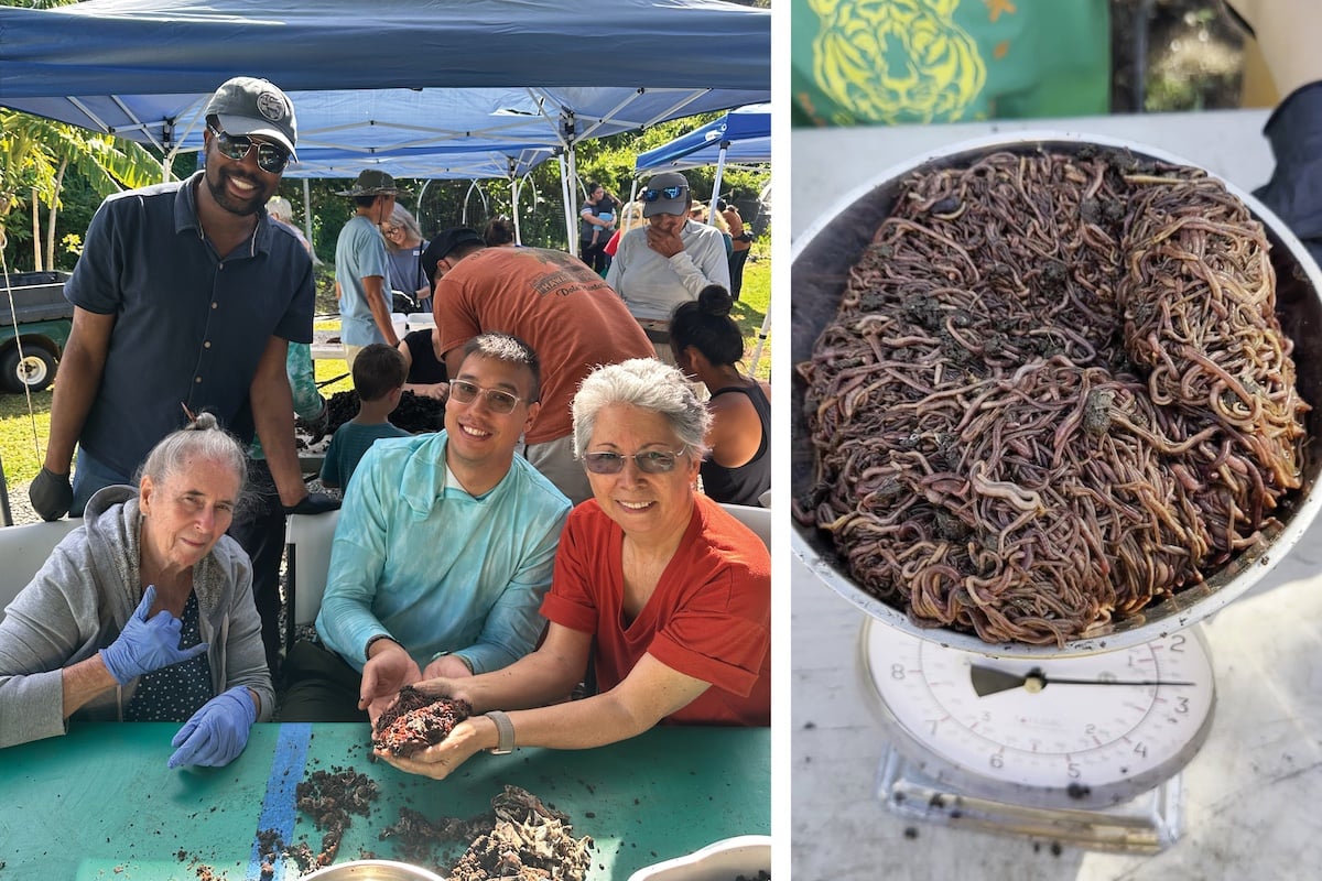 Article Image B Worming Toward A Greener Future